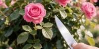 Эти 6 культур погибнут первыми: как сохранить урожай во время затяжных дождей? - IrkutskMedia.Ru