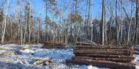 Замначальника лесхоза в Приамурье оштрафовали за незаконную рубку сосен - gtrkamur.ru - ГТРК Амур