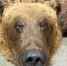 шкура бурого медведя - Bankfax.Ru