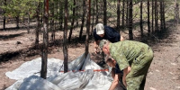 Обработка леса успешно завершена - Рослесозащита Алтайского края