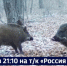 Смотрите в 21:10. «Видим целые семьи кабаньи»: популяция кабана в Хабаровском крае стабильно растёт - ГТРК Дальневосточная