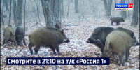 Смотрите в 21:10. «Видим целые семьи кабаньи»: популяция кабана в Хабаровском крае стабильно растёт - ГТРК Дальневосточная