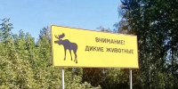 Лось на дороге: что нужно знать водителю - Министерство транспорта и дорожного хозяйства