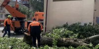 В Курске упавшие деревья повредили 5 автомобилей - Sekunda.Media