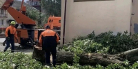 В Курске стихия повалила 16 деревьев, повредив машины, провода и забор - Друг для Друга