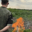 2 тысячи кустов конопли сожгли под Армавиром - Армавирский Собеседник