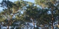 В Кузбассе до конца недели будет дуть холодный ветер - ИА Город Новостей