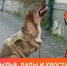 Что нужно знать, если вы решили взять собаку из приюта или с улицы? - Управление ветеринарии