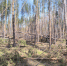 Лесопатологические обследования лесных насаждений в Шемышейском лесничестве - Рослесозащита Пензенской области