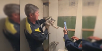 В Туле спасли кота, который застрял в вентиляции многоэтажки на улице Ложевой - ИА Тульская пресса.Ru
