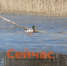 Новые нормы добычи дичи утвердили в Нижегородской области - ИА Нижний сейчас