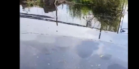 "В огороде можно в тапочках ходить". Большая вода уходит из садоводств под поселком Лебяжье  - 47 новостей