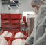 Более 300 тысяч тонн продукции животного происхождения экспортировано из Санкт-Петербурга и Ленинградской области - Россельхознадзор