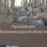 Правдинская прокуратура направила в суд дело лесоруба, незаконно пилившего дубы и грабы - NewKaliningrad.Ru