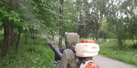 Обработка деревьев. Фото пресс-службы администрации Иркутска - Irk.Ru