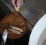 Стартовал третий сезон проекта «Жизнь камчатскому лососю!» . ИА "Камчатка"/Виктор Гуменюк - ИА Камчатка