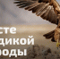 В России стартовало голосование по выбору топ - 100 краснокнижных видов - символов страны - Управление охотничьего хозяйства
