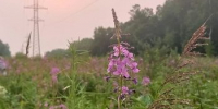 Дождливо и жарко будет в Приамурье в выходные - ИА Порт Амур