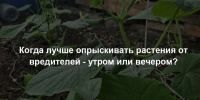 Когда лучше опрыскивать растения от вредителей - утром или вечером? Есть только один правильный ответ - Prochepetsk.ru