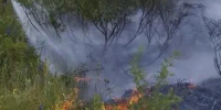 В Ставропольском лесничестве самарские лесники потушили пожар - Волга Ньюс