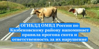 ОГИБДД ОМВД России по Казбековскому району напоминает правила прогона скота и ответственность за их нарушение - Казбековский район