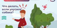 Что делать, если укусила собака: важные советы - КБ №8 ФМБА России
