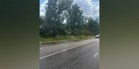 Под Воронежем из-за падения ветки дерева у жителей Ямного пропало электричество - РИА Воронеж