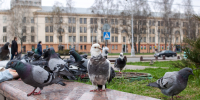 Чем можно заразиться от птиц - Енотаевский муниципальный округ