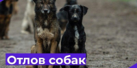 С 09 июля 2026 года до конца июля месяца в г. Щигры будет произведён плановый и внеплановый отлов безнадзорных животных. - Город Щигры