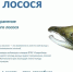 На Камчатке стартовал третий сезон экологического проекта «Жизнь камчатскому лососю!» - Министерство цифрового развития