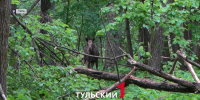 Лесов в Тульской области стало больше - ТК Первый Тульский