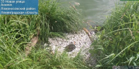 Специалисты продолжают разбираться в причинах мора рыбы в Аннинском озере - ЛенТВ24