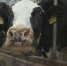 Кировские аграрии повышают продуктивность молочных коров - ГТРК Вятка