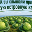 А вы слышали про борскую островную капусту? - Tvoy-Bor.Ru