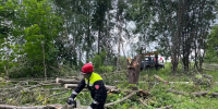 Ветер свалил около 300 деревьев в Калужской области - Калужская неделя