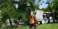 В Краснодаре от амброзии очистили более 23 тысяч гектаров - Комсомольская Правда