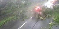 Видео: дерево упало в сантиметрах от проезжающего мимо автомобиля в Красном Селе - Петербургский дневник