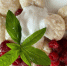 Ленивые вареники из творога: простой и вкусный рецепт - КТВ-ЛУЧ