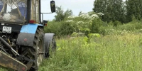 В Вологодской области продолжают бороться с борщевиком: очищены участки у трассы А-114 - Cher-Poisk.Ru