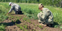 Юные лесоводы помогают восстанавливать леса Красноярского края - Наш Красноярский край