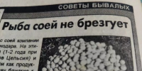 Ловлю карпа, линя и крупного леща на сою в жару — как приготовить и насадить - Кубанские Новости