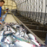 На Камчатке за восемь лет число предприятий прибрежного рыболовства сократилось почти в три раза - Baikal24.Ru