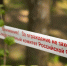 Упавшее дерево насмерть придавило семилетнего ребенка в Тверской области - Сетевое издание Толк