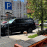 Истощенная и полуживая лисица забрела в воронежский ЖК - Bloknot-Voronezh.Ru