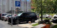 Истощенная и полуживая лисица забрела в воронежский ЖК - Bloknot-Voronezh.Ru