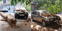 В Саратове дерево рухнуло на машину и чуть не задело людей - ИА Взгляд-инфо