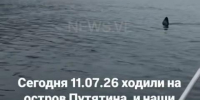 Крупную акулу заметили всего в 50 километрах от Владивостока у острова Путятина - Baikal24.Ru