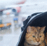 Фото: Duet PandG/Shutterstock/Fotodom - Ямал-Медиа