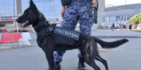 Безопасность товарищеского матча по футболу с сербами в Петербурге обеспечивает Росгвардия СЗФО - Spbdnevnik.ru
