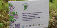 Более 5300 саженцев высадили в Хабаровском крае в рамках акции "Сад памяти" - AmurMedia.Ru